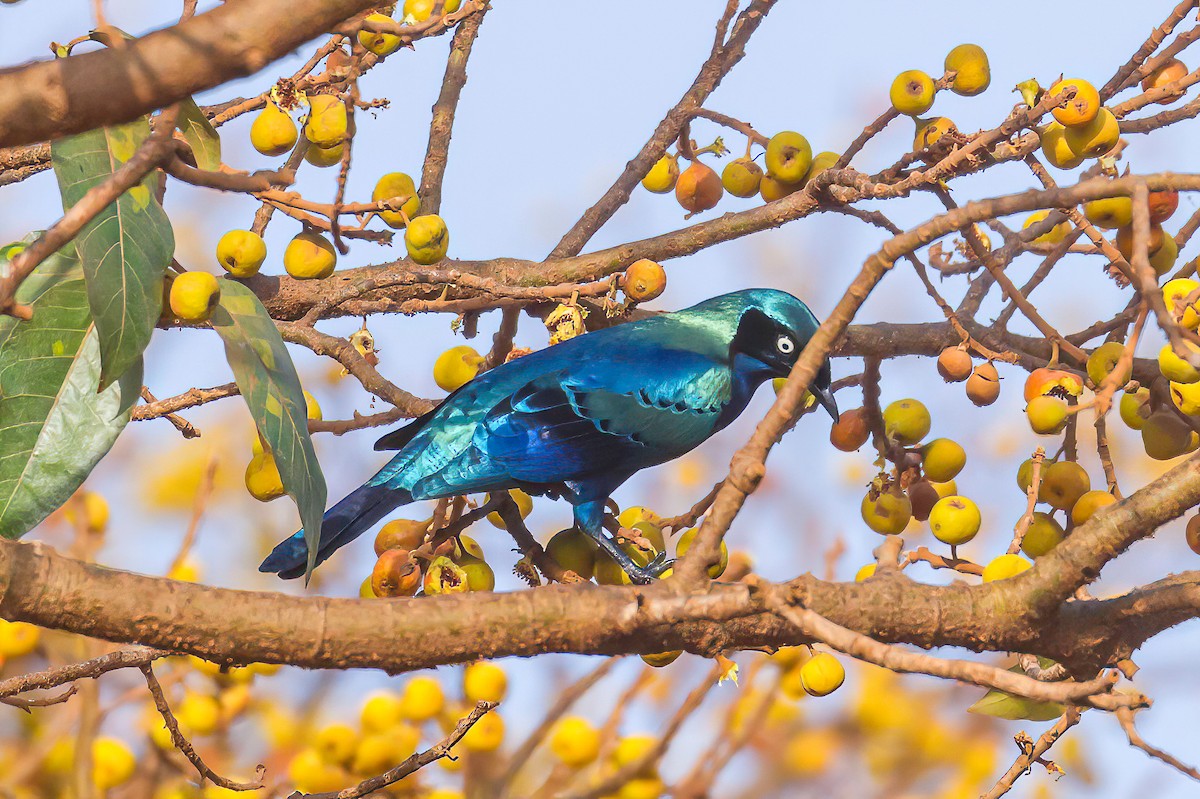 Splendid Starling - ML613567695