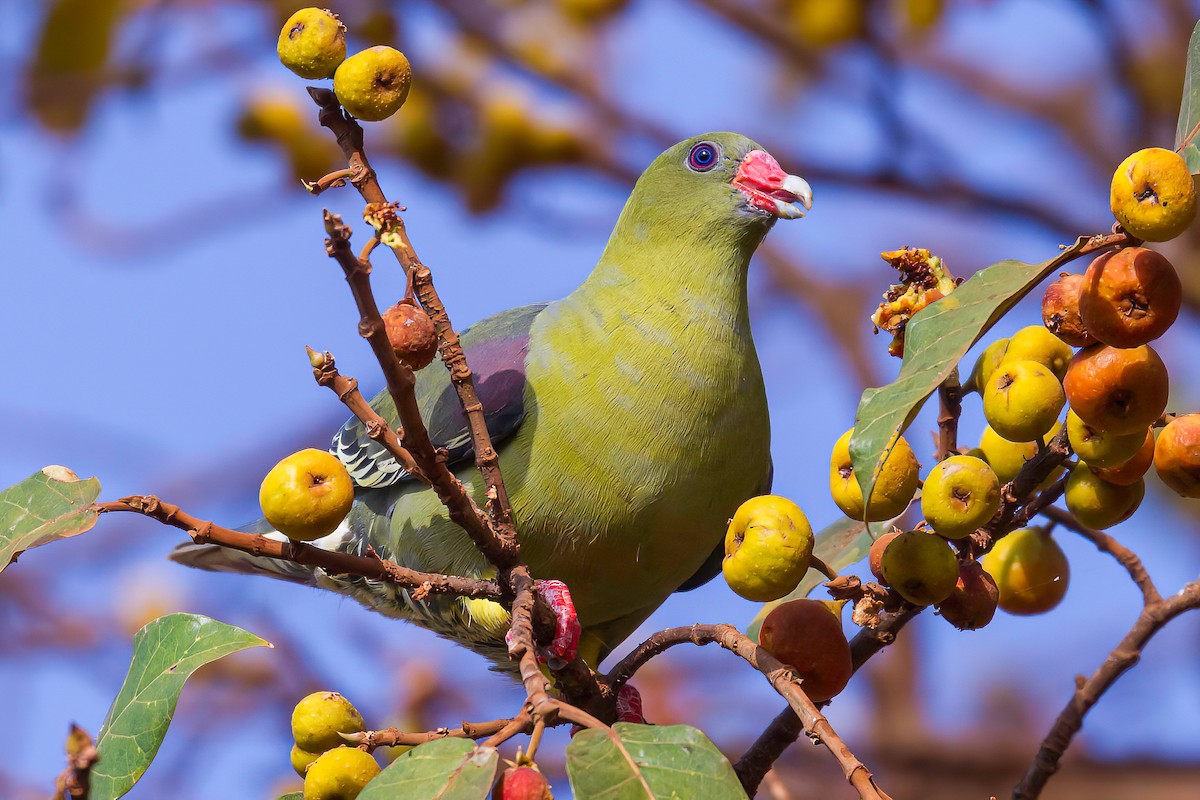 African Green-Pigeon - ML613567704