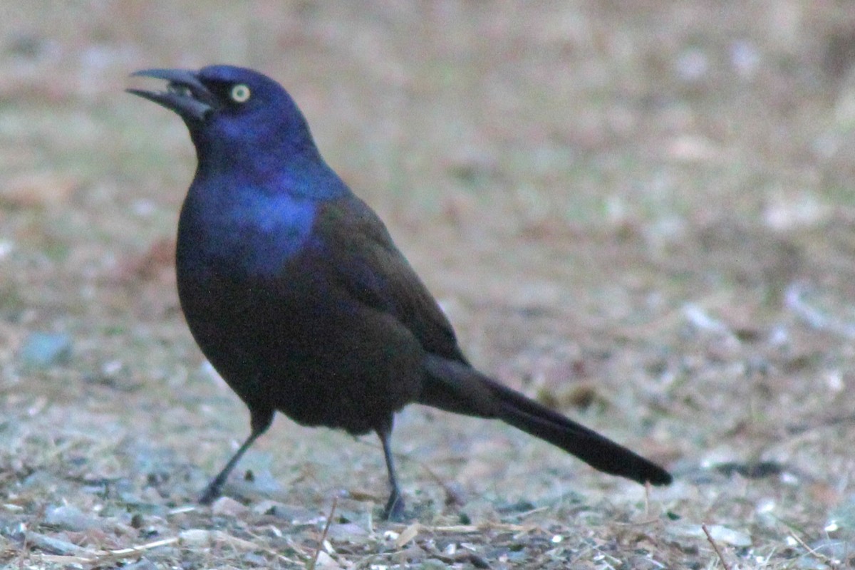 Common Grackle (Bronzed) - ML613567713