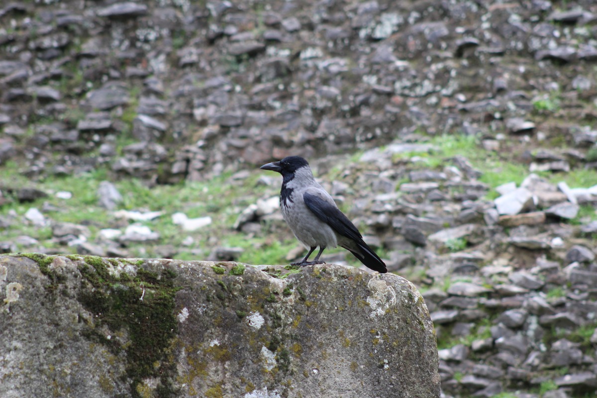 Hooded Crow - ML613567728