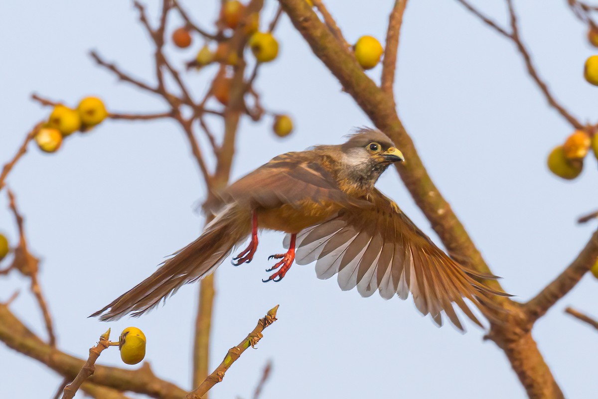 Braunflügel-Mausvogel - ML613567731