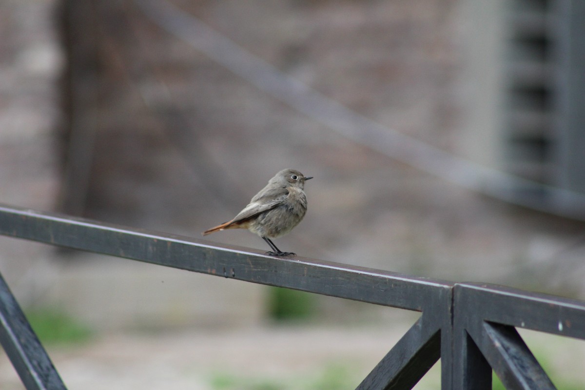 Black Redstart - ML613567742