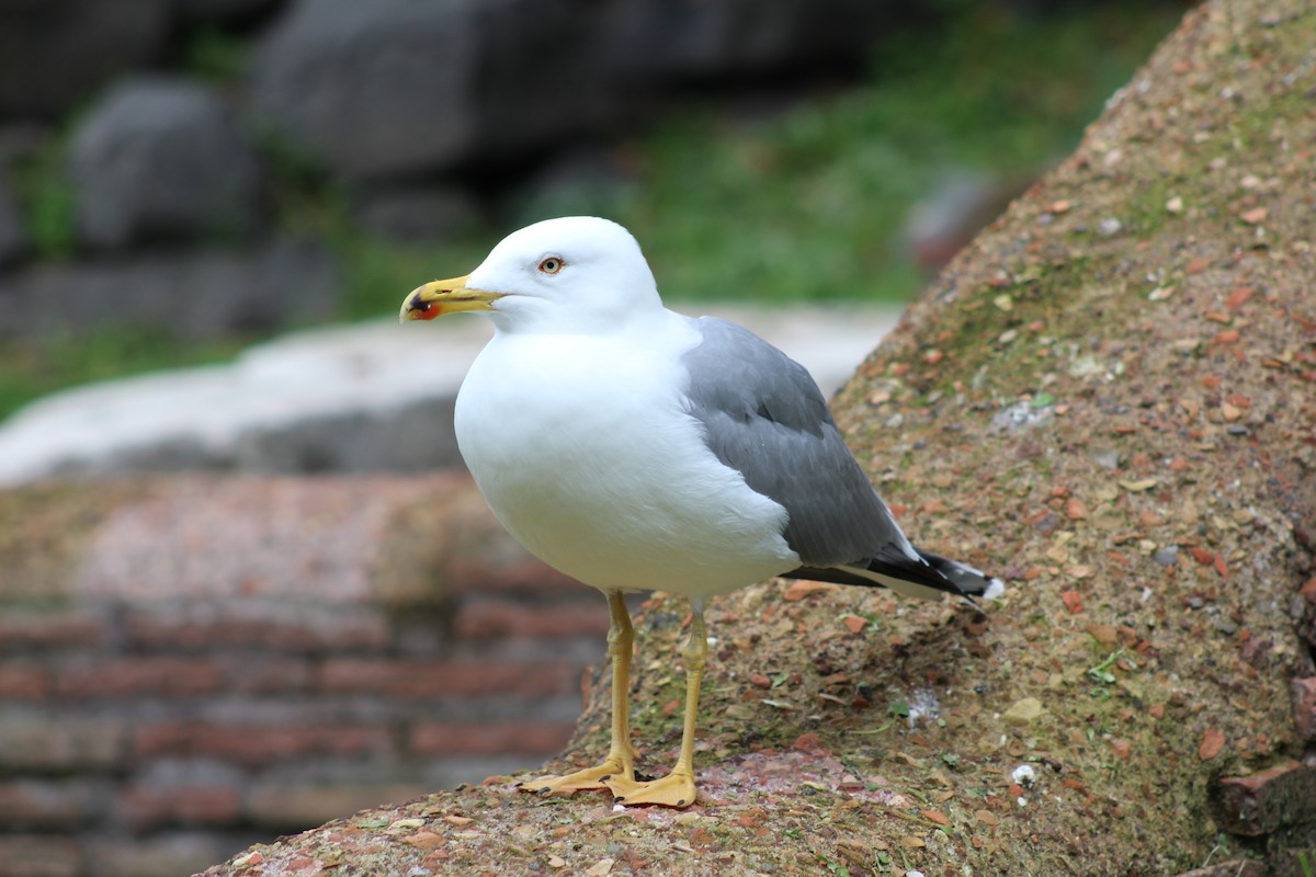 Yellow-legged Gull - ML613567747