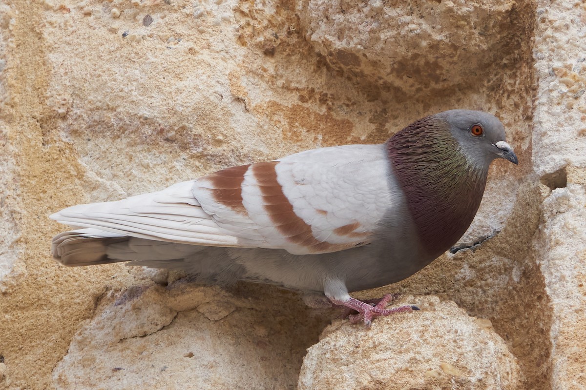 Rock Pigeon - ML613567757