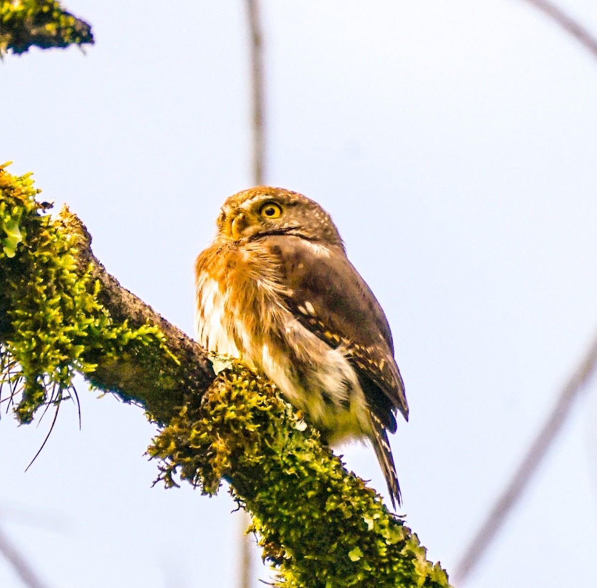 Tamaulipas Pygmy-Owl - ML613567764