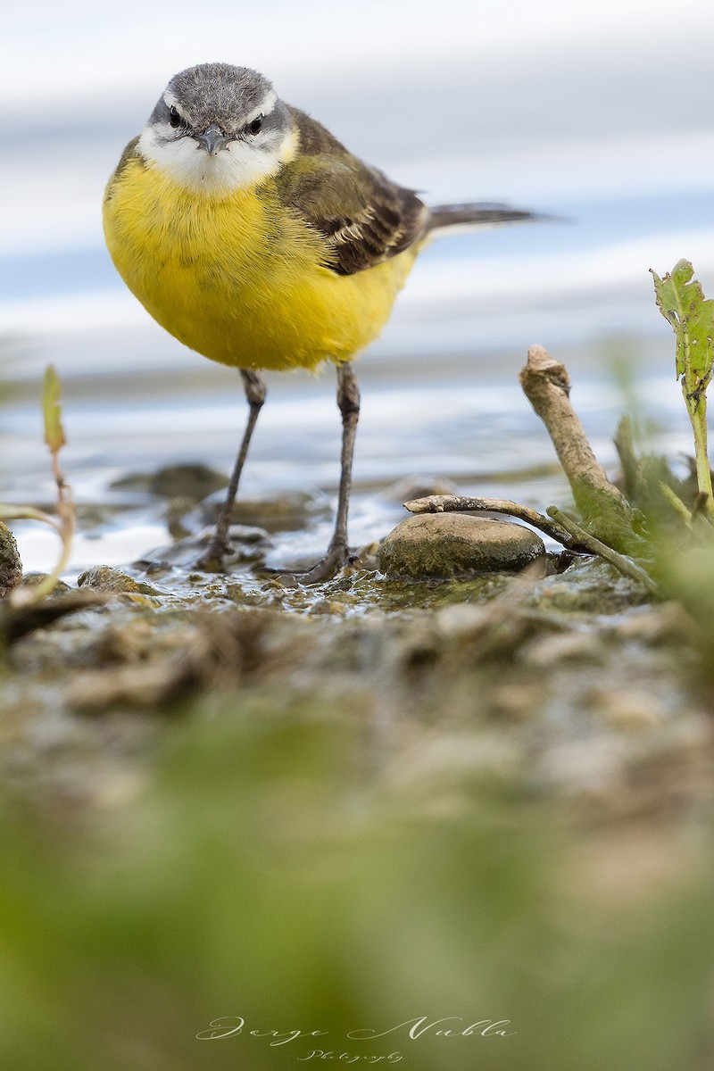 Western Yellow Wagtail - ML613567771