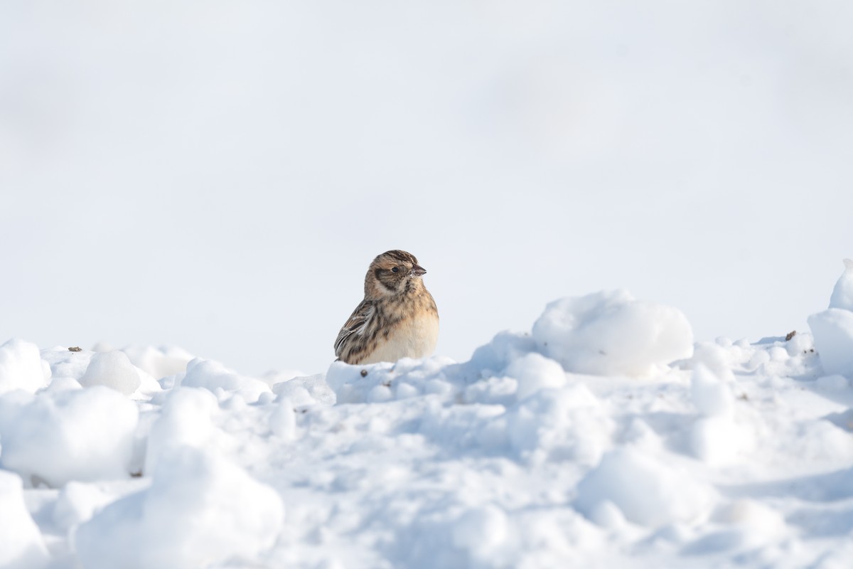 Lapland Longspur - ML613567772