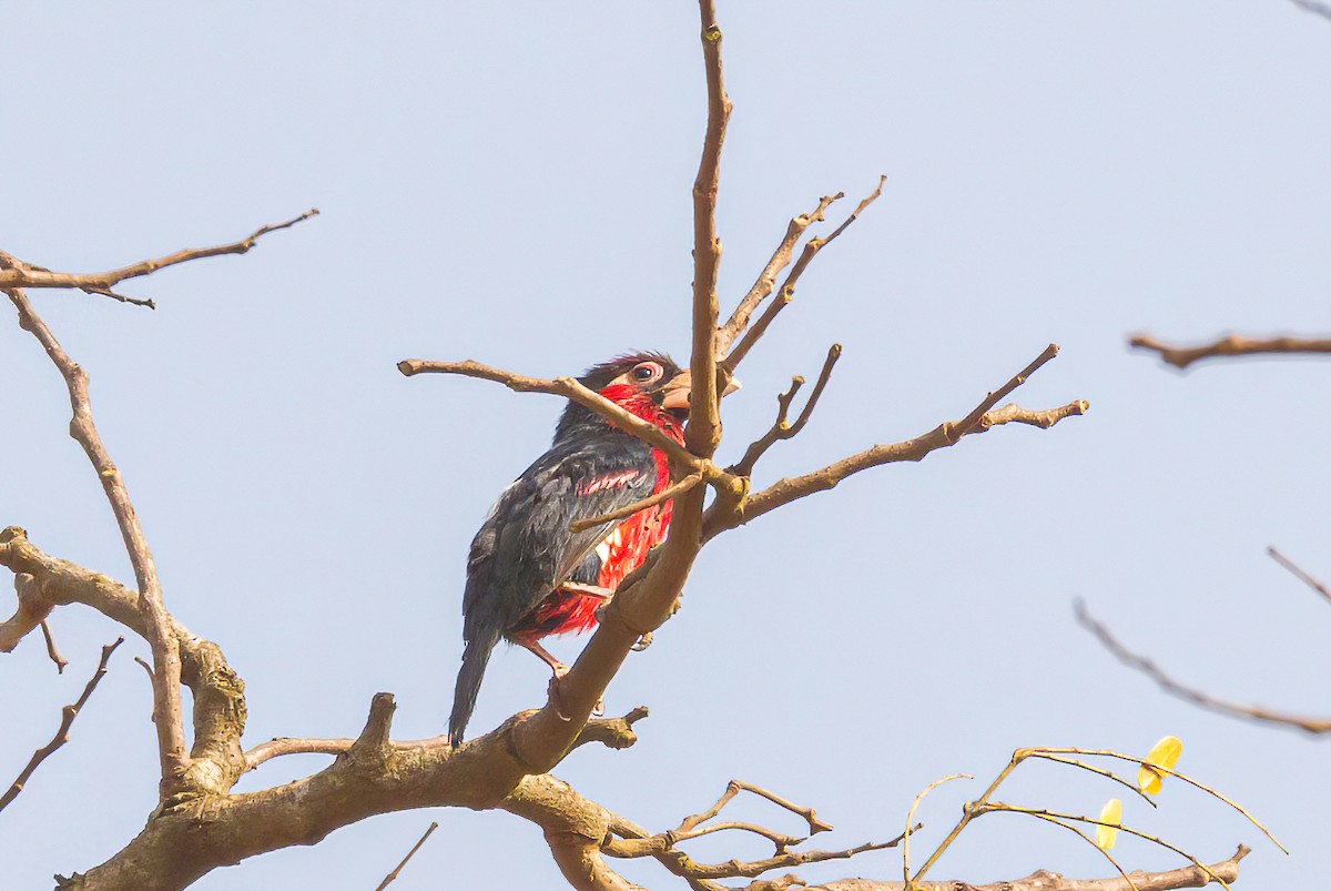 Double-toothed Barbet - ML613567784