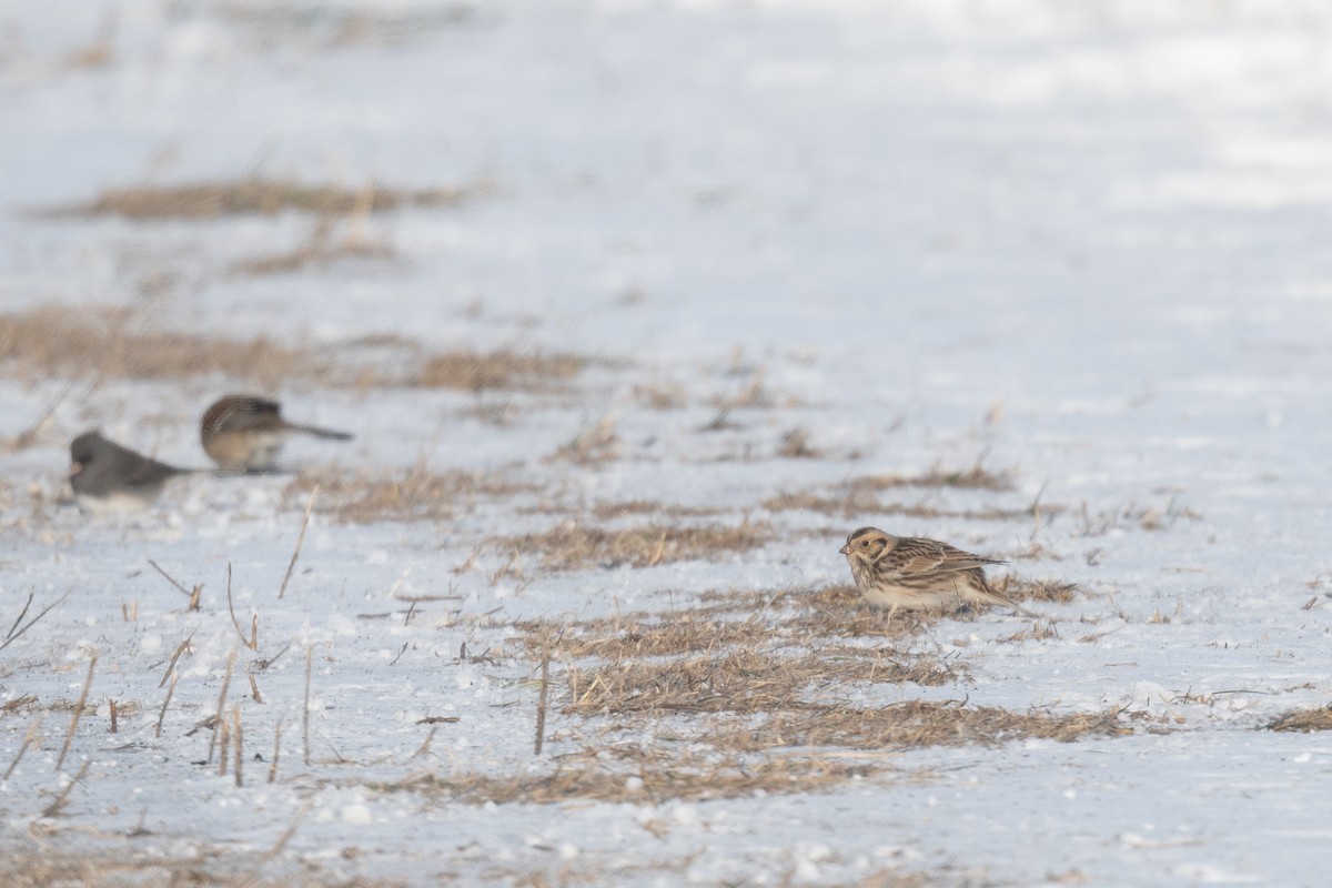 Lapland Longspur - ML613567792