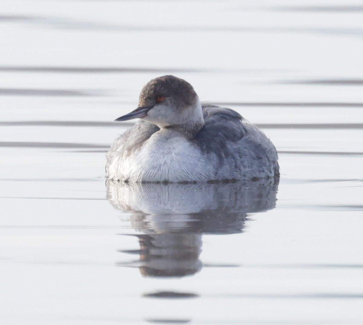 Eared Grebe - ML613567804