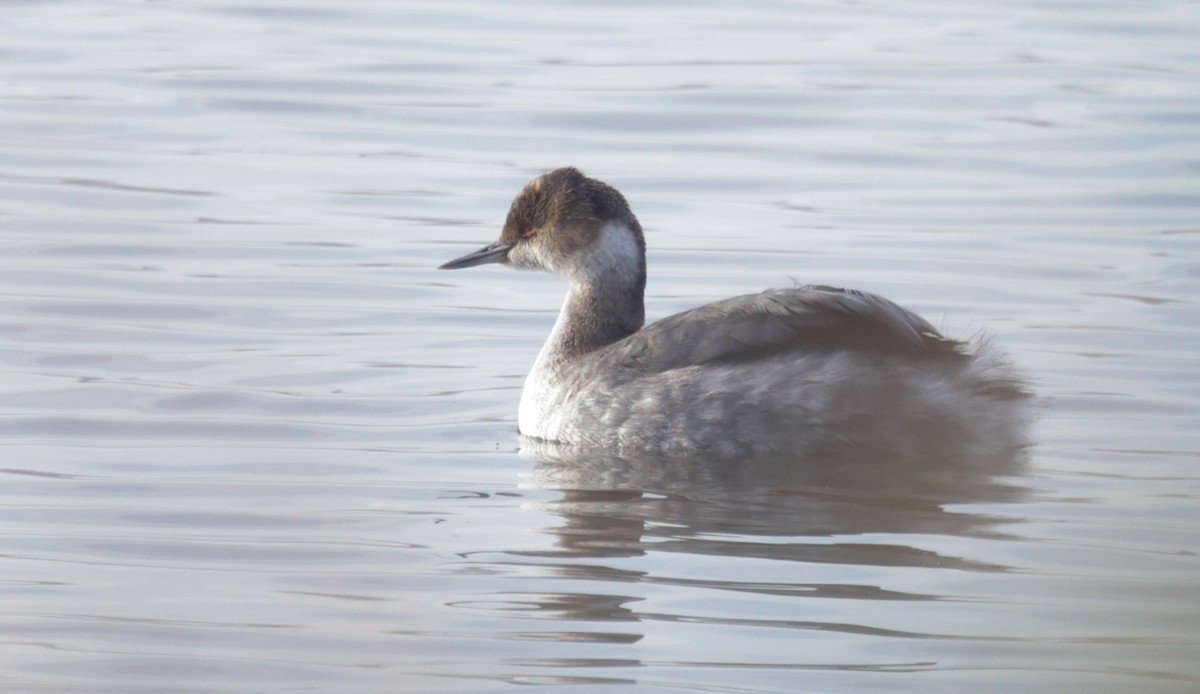 Eared Grebe - ML613567805