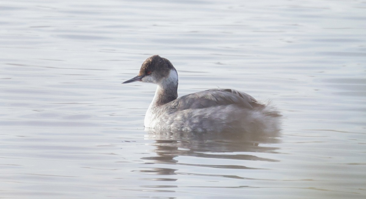 Eared Grebe - ML613567807