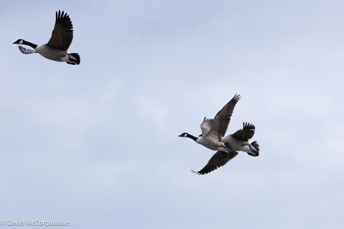 Canada Goose - ML613567818