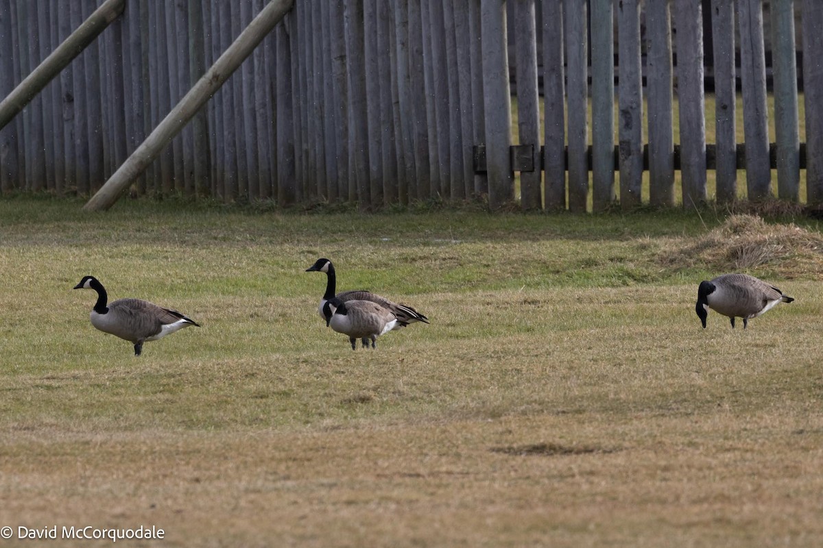 Canada Goose - ML613567820