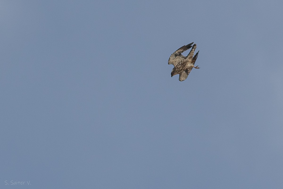 Mississippi Kite - ML613567824