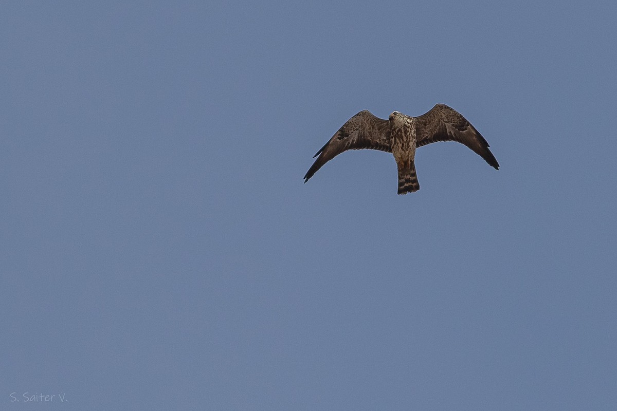 Mississippi Kite - ML613567828