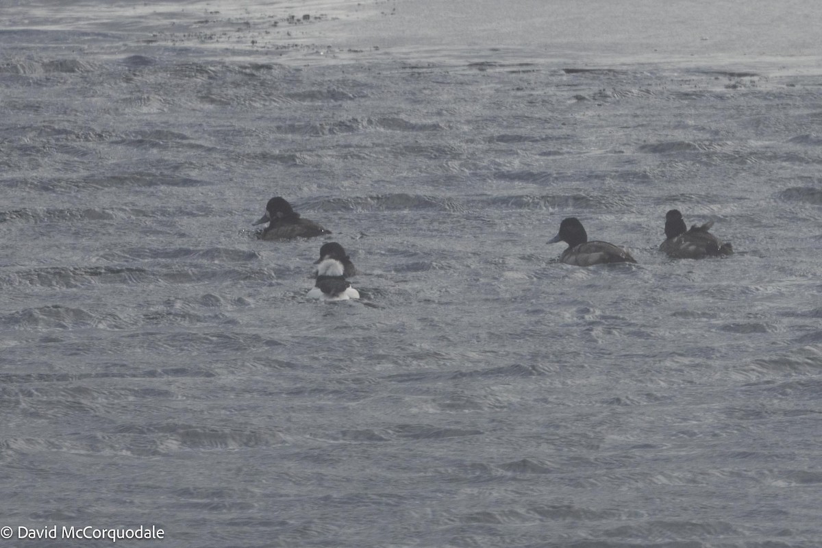 Lesser Scaup - ML613567841