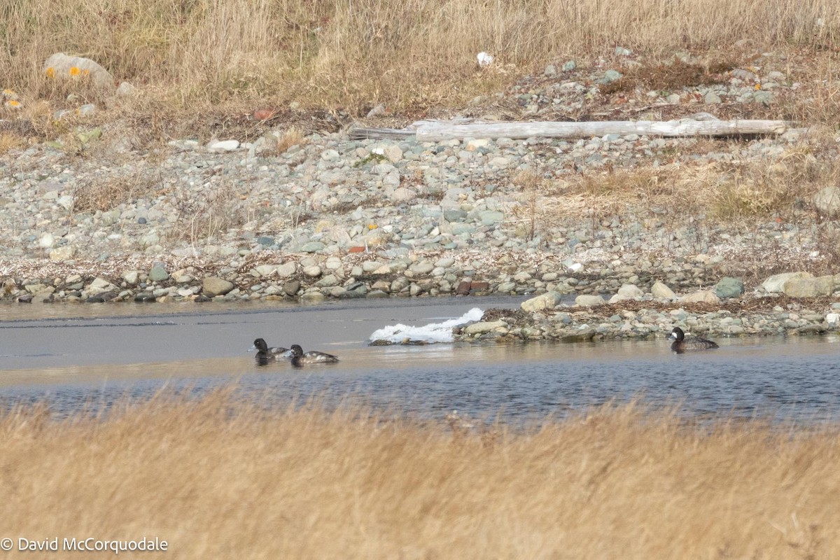 Lesser Scaup - ML613567842