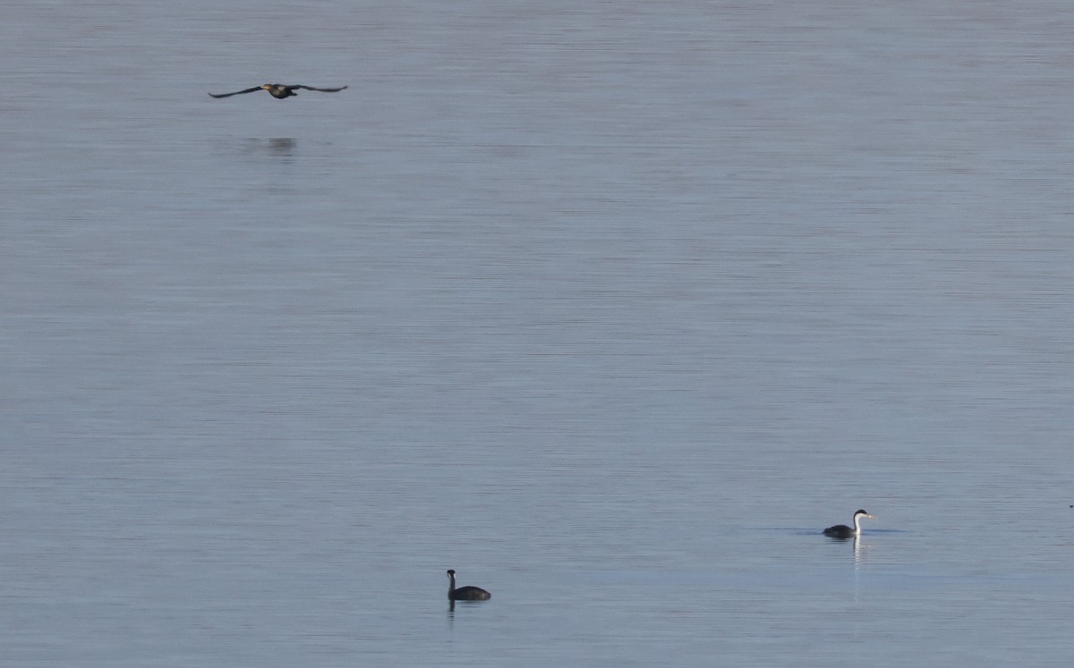 Clark's Grebe - Tim Lenz