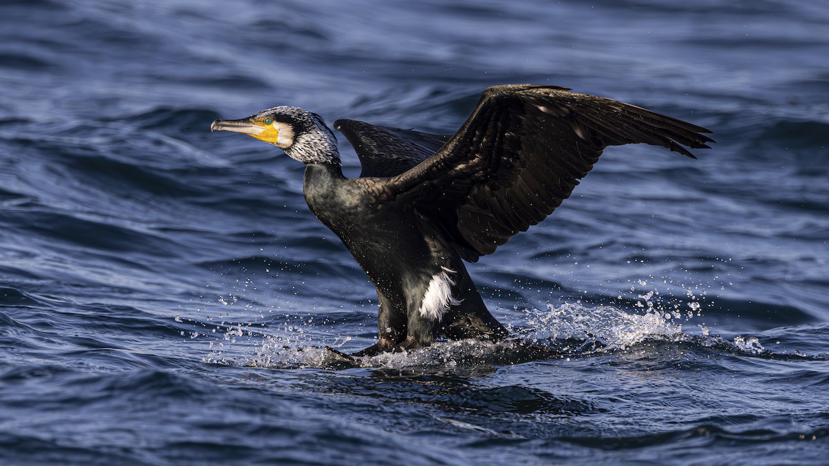 Great Cormorant - SONER SABIRLI