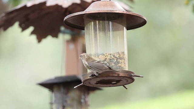 Redpoll (Common) - ML613567901