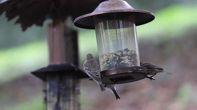 Redpoll (Common) - ML613567906