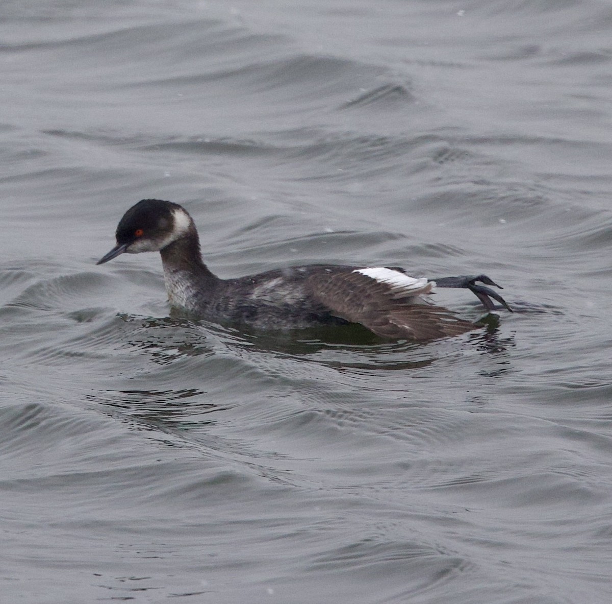 Eared Grebe - ML613567975