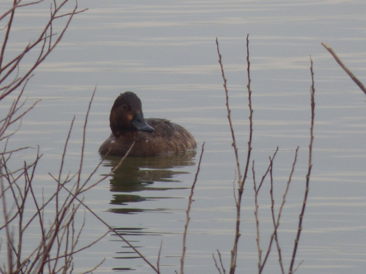 Ferruginous Duck - ML613568041