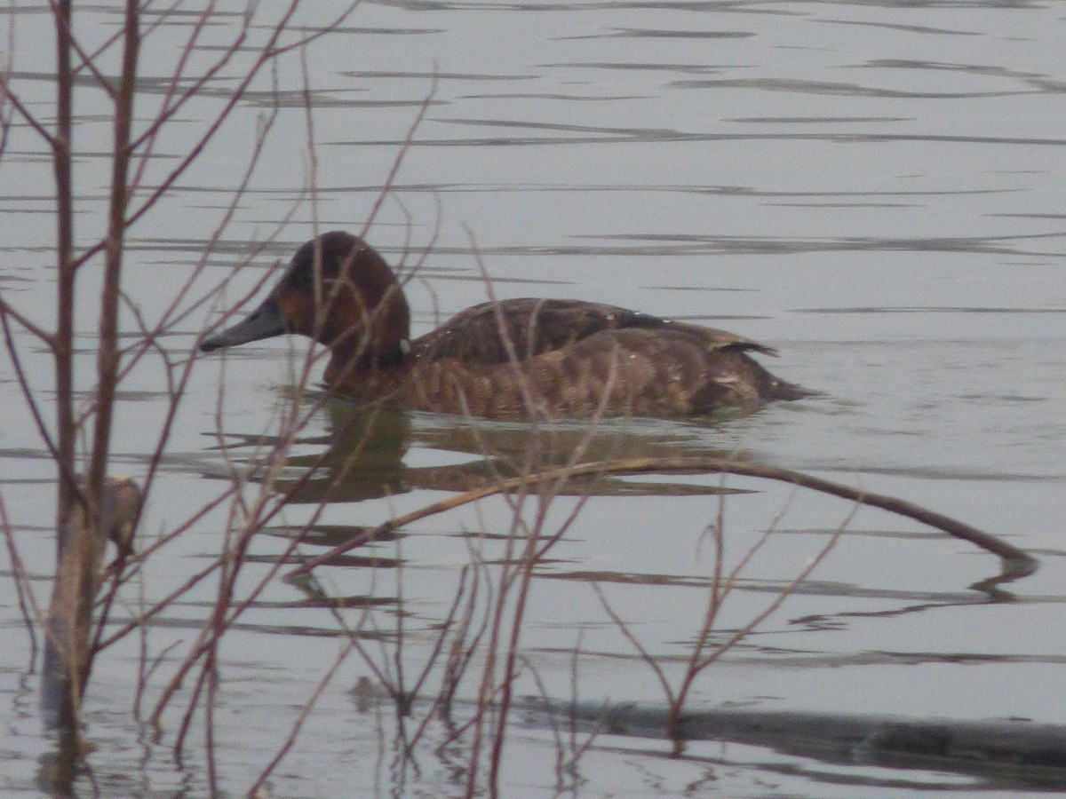 Ferruginous Duck - ML613568042