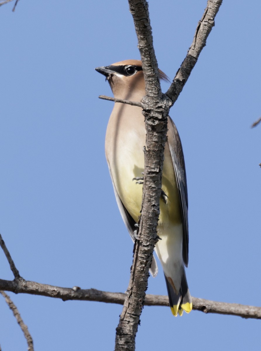 Cedar Waxwing - David Barton