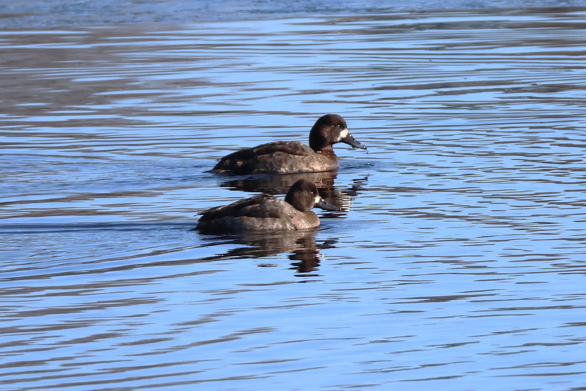 Lesser Scaup - ML613568186