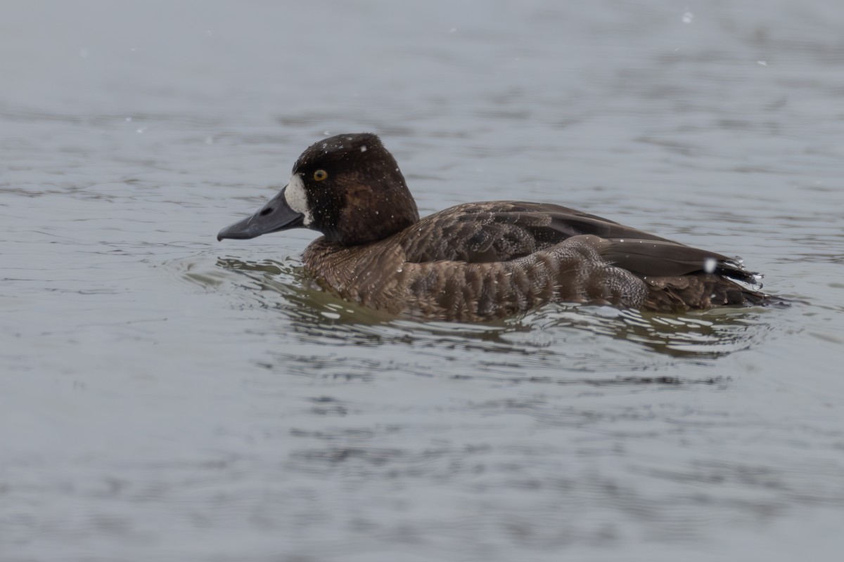 Lesser Scaup - ML613568205