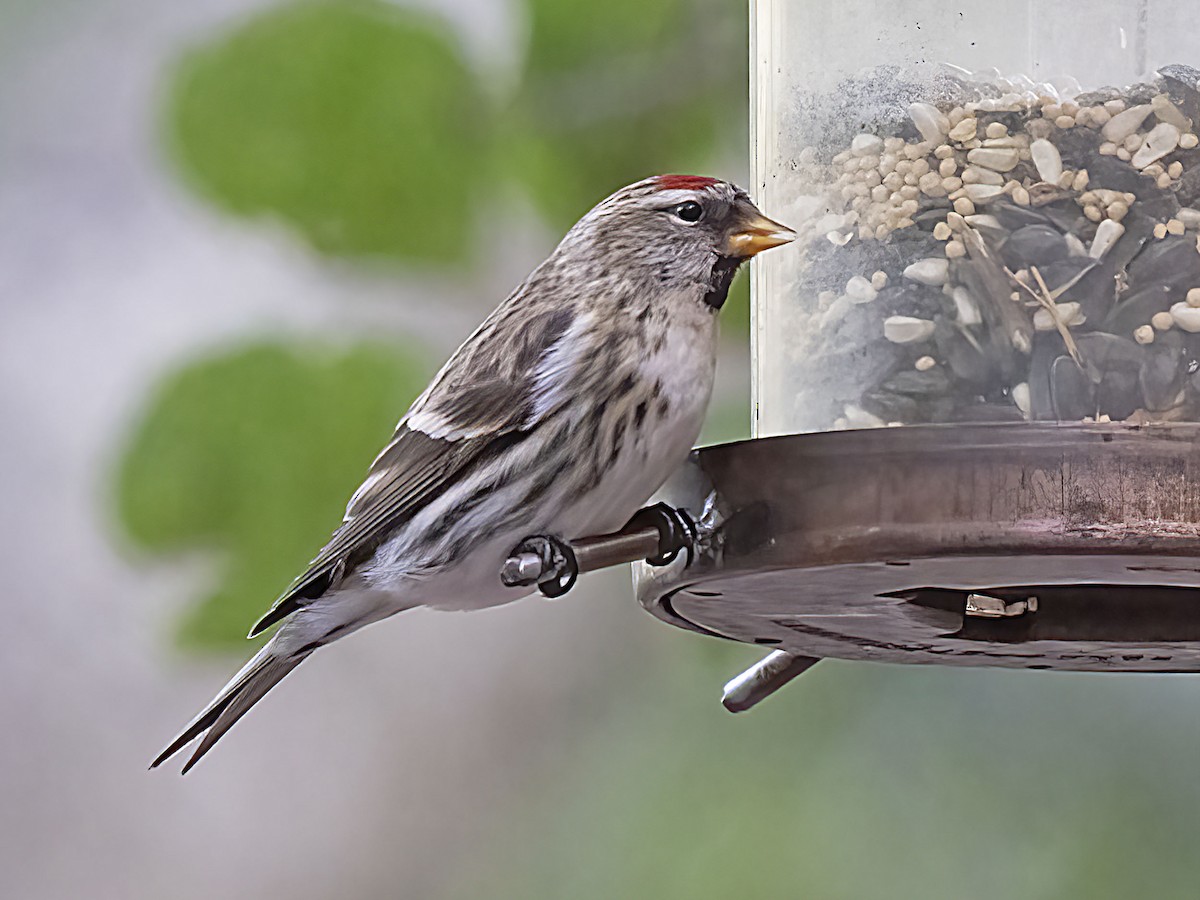 Common Redpoll - ML613568232