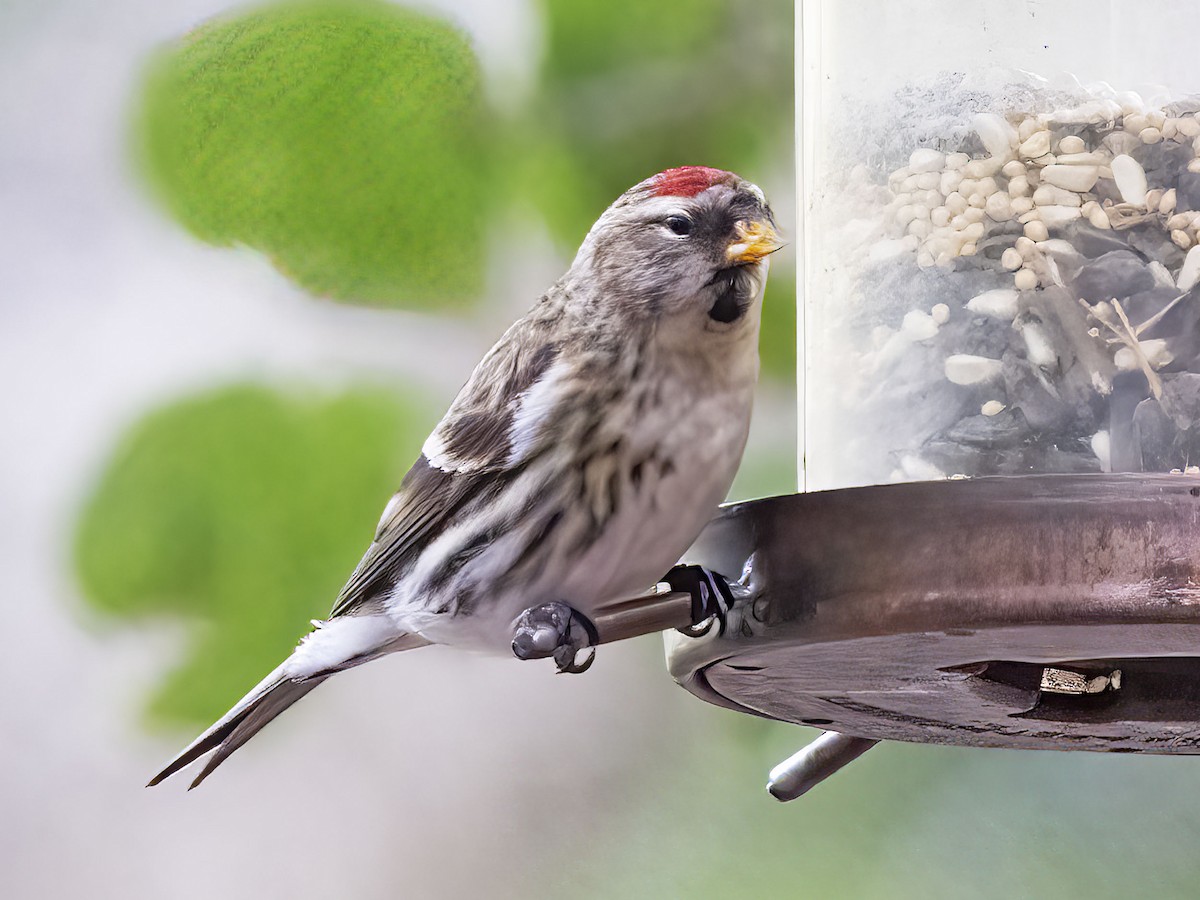 Common Redpoll - Bill Hill