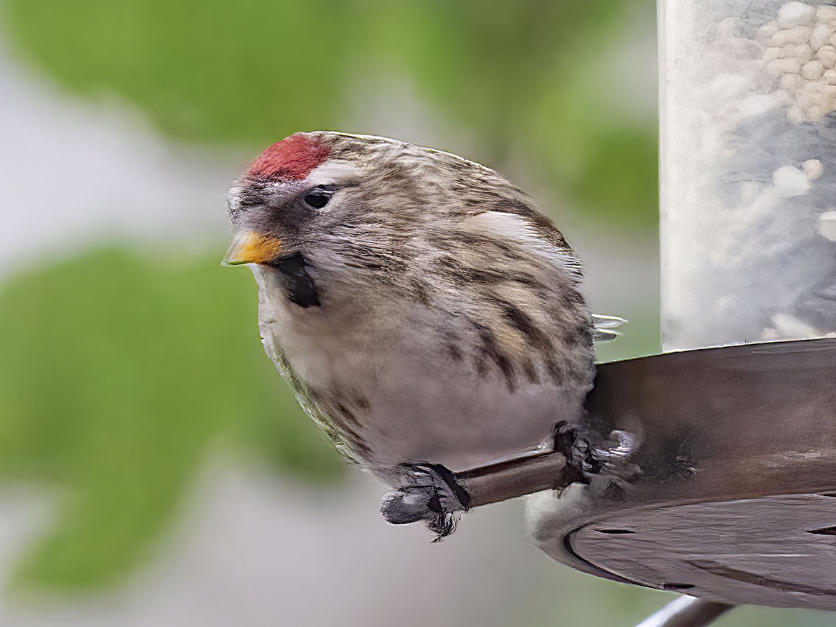 Common Redpoll - ML613568234