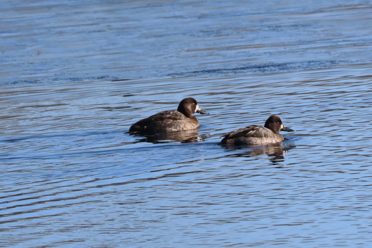 Greater Scaup - ML613568241