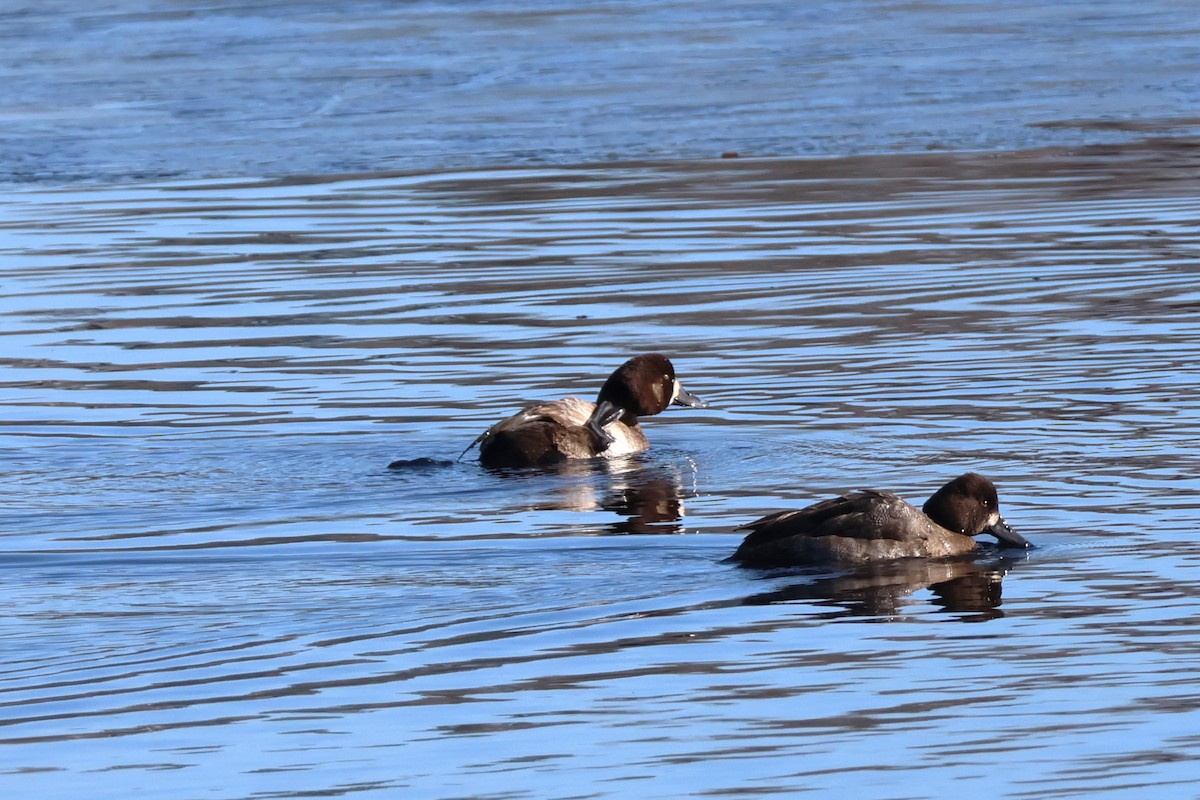 Greater Scaup - David Nelson