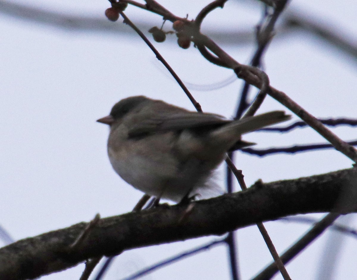 Dark-eyed Junco - ML613568247