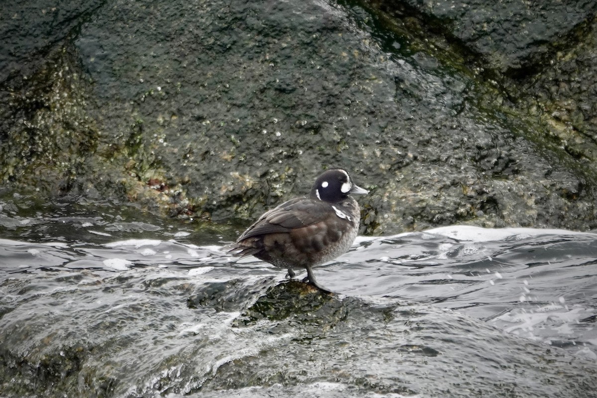 Harlequin Duck - ML613568259