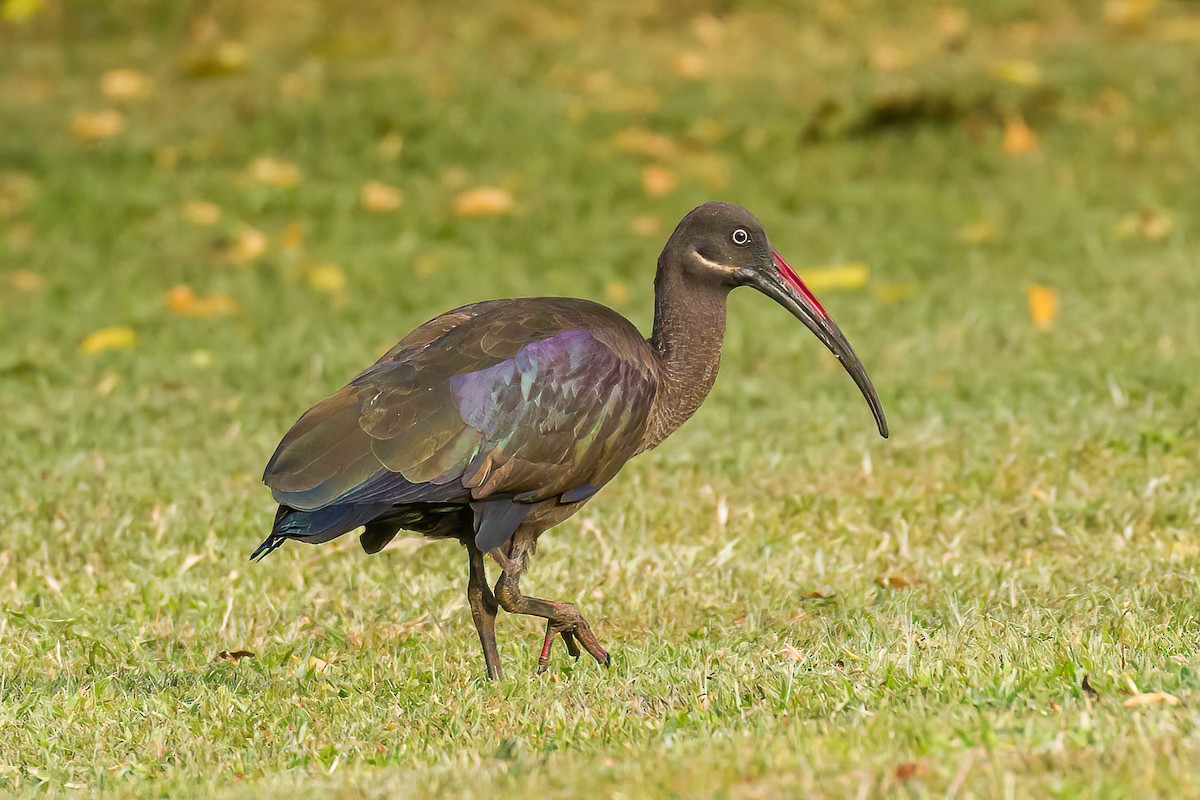 Hadada Ibis - ML613568283