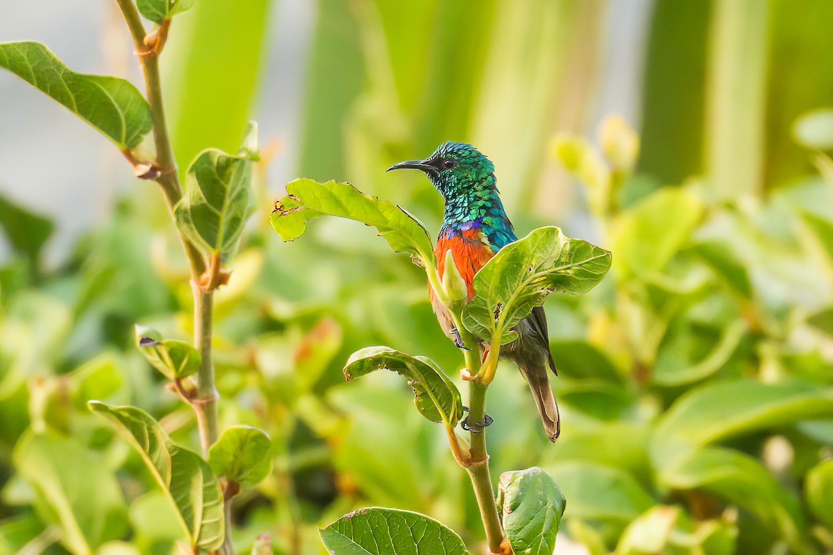 Northern Double-collared Sunbird - ML613568321