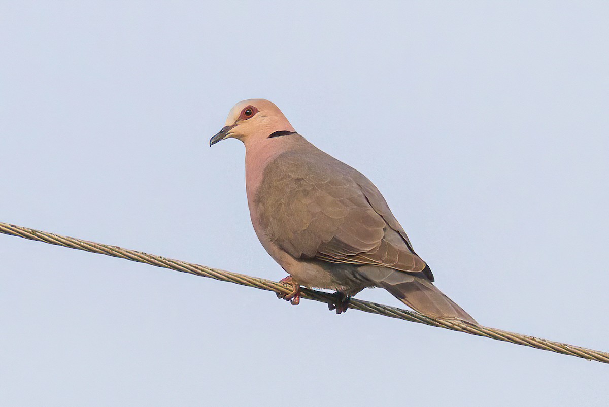 Red-eyed Dove - ML613568339