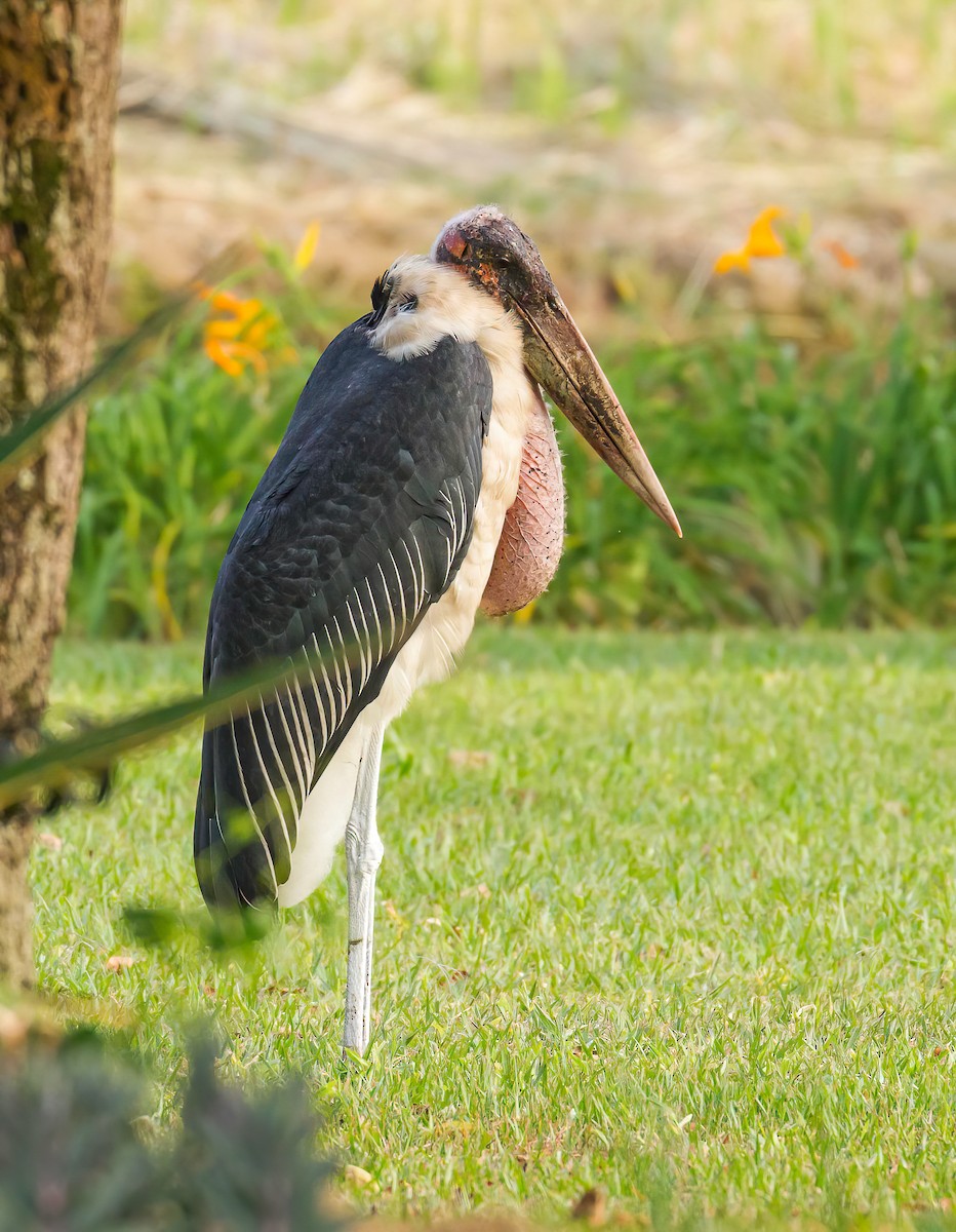 Marabou Stork - ML613568358