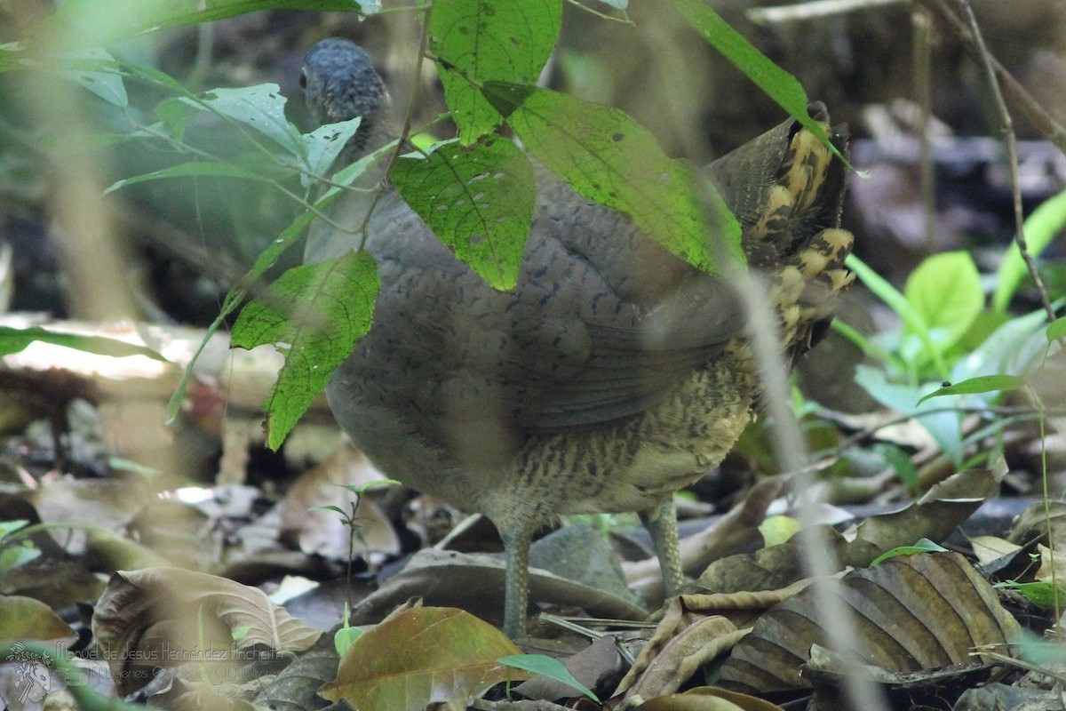 Great Tinamou - Manuel de Jesus Hernandez Ancheita