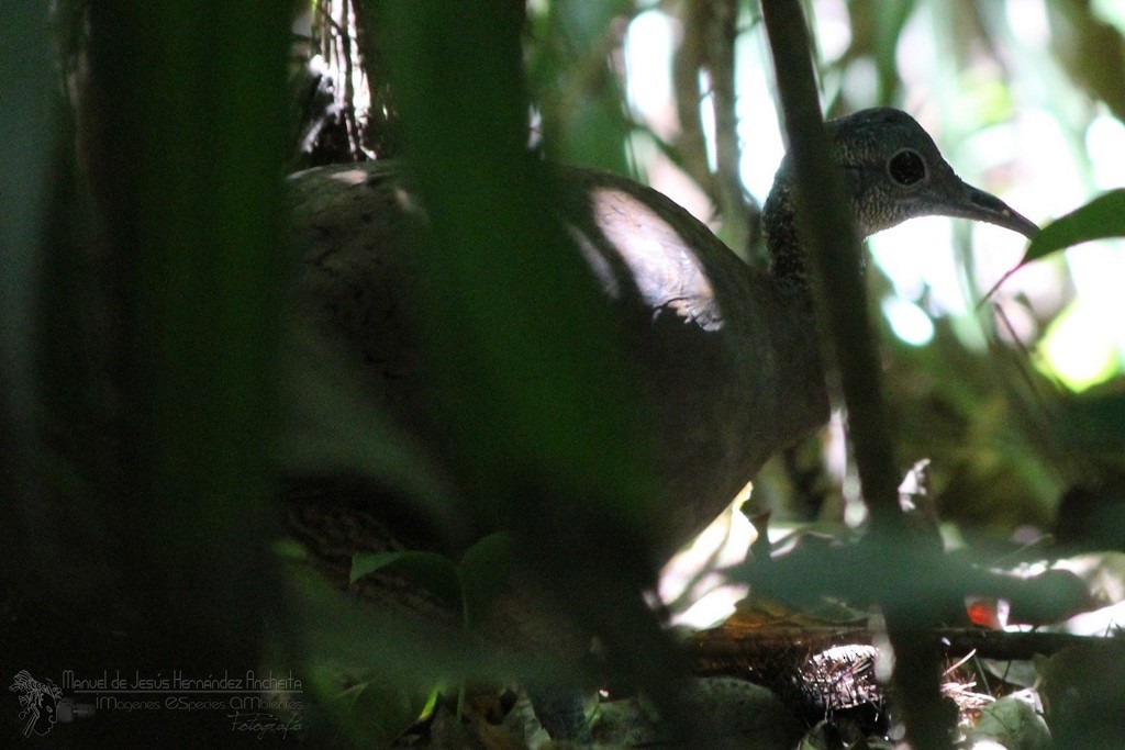 Grand Tinamou - ML613568516