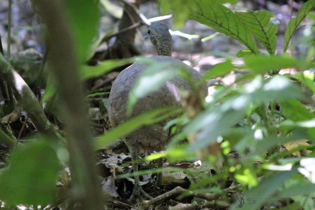 Great Tinamou - Manuel de Jesus Hernandez Ancheita