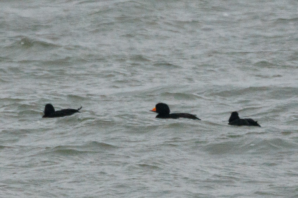 Black Scoter - ML613568542