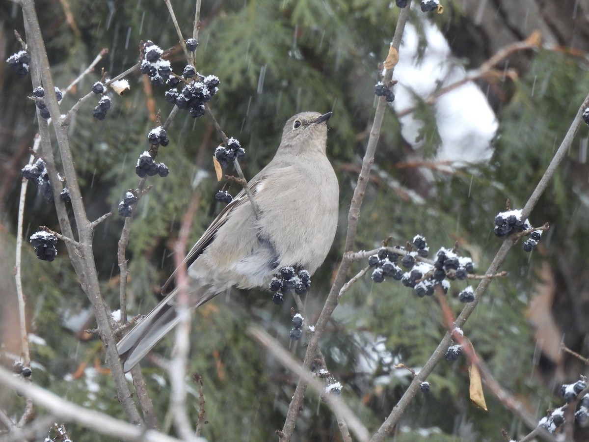 Townsend's Solitaire - ML613568576