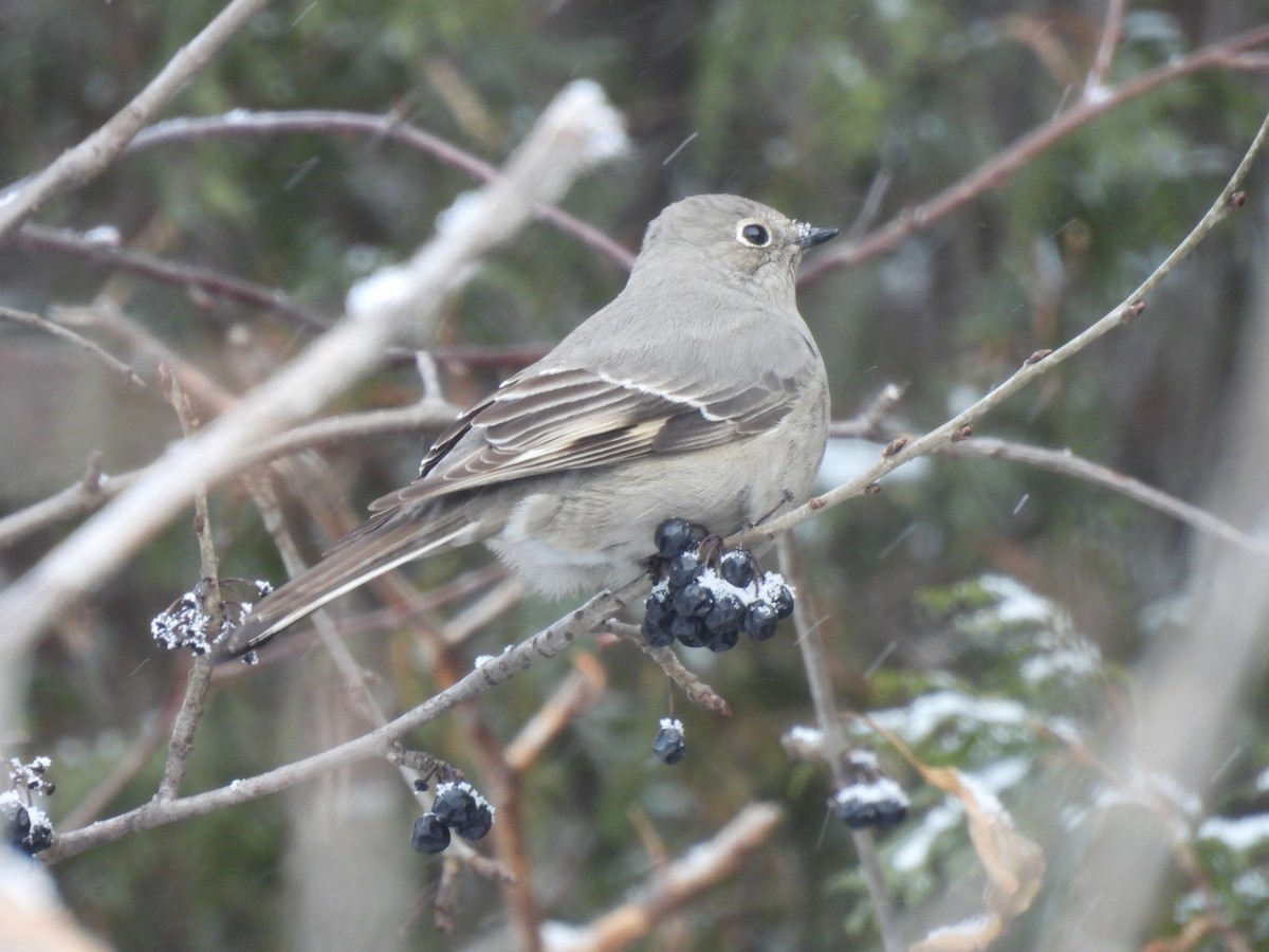 Townsend's Solitaire - ML613568577