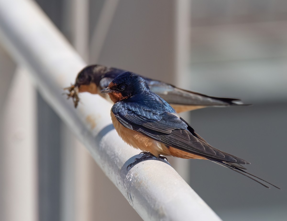 Barn Swallow - ML613568619